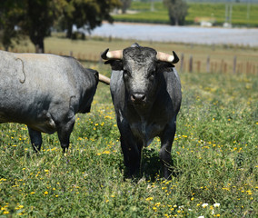 toro en el campo en españa