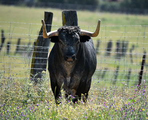 toro español con grandes cuernos