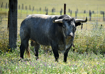 toro en el campo en españa