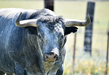 toro español en una ganaderia