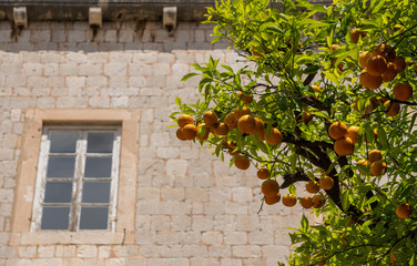 Fototapeta na wymiar Oranges and orange tree in Franciscan Monastery in the old town of Dubrovnik in Croatia