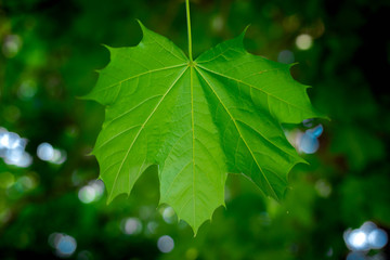 Fototapeta na wymiar Close-up of Maple leaf with blurred summer background 