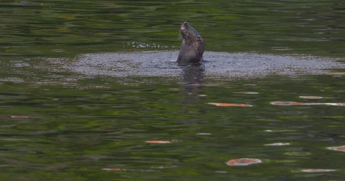 Otter appears from underwater splash eating eel fish diving underwater slow motion