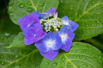 Obraz premium 紫陽花