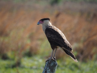 Crested Caracara