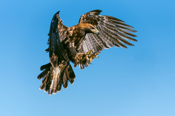 eagle flight