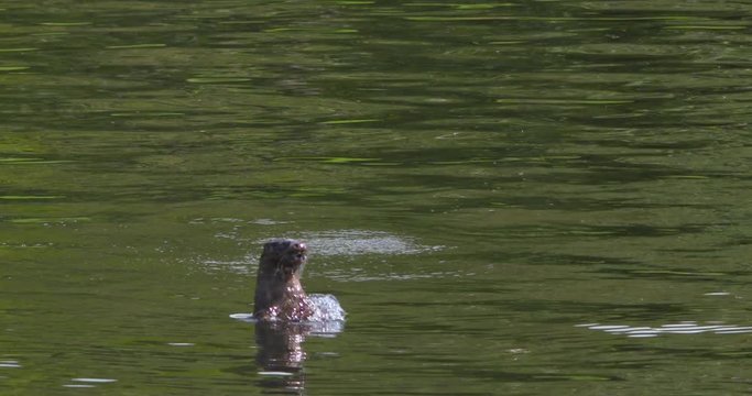 Otter juvenile emerges from underwater shakes water off swimming (Lutra lutra)