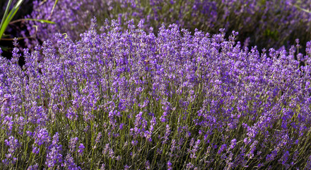 Lavender flowers in the sun in soft focus, pastel colors and blur background. Purple field of lavender. Provence with space for text. French lavender in the field, unsharp light effect. Short focus