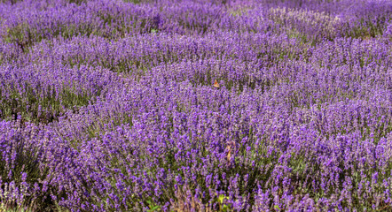 Lavender flowers in the sun in soft focus, pastel colors and blur background. Purple field of lavender. Provence with space for text. French lavender in the field, unsharp light effect. Short focus