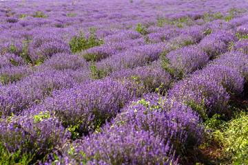 Naklejka na ściany i meble Lavender flowers in the sun in soft focus, pastel colors and blur background. Purple field of lavender. Provence with space for text. French lavender in the field, unsharp light effect. Short focus