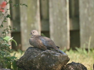 Mourning Dove