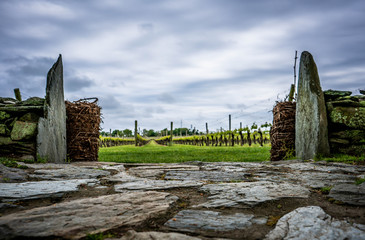 Stone path at winery with green grass
