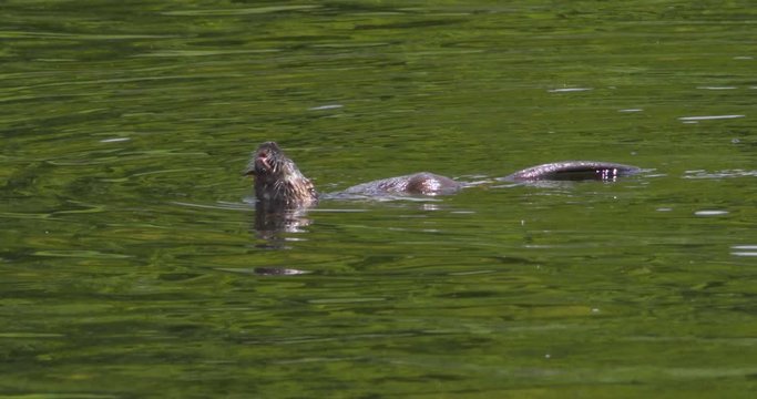 Otter juvenile chews eel whiskers dives underwater slow motion (Lutra lutra)