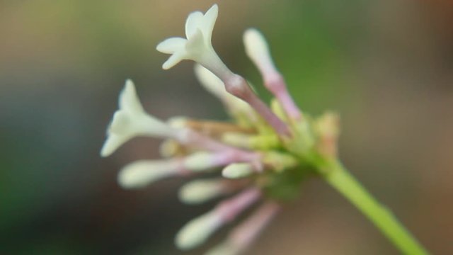 HD Video Footage of Rauvolfia serpentina, the Indian snakeroot or devil pepper (Patalgaruda,serpentine wood) flower and buds. Pule pandak, Mizo Rult&uacute;rzung (Indonesia).