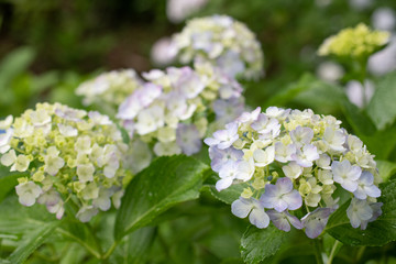 紫陽花