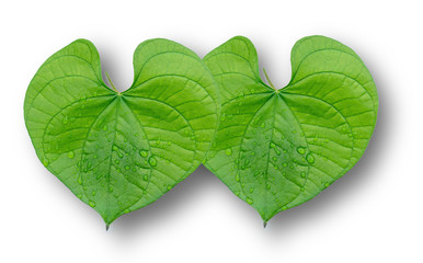 The leaves are like a heart, with a shadow completely separated from the white background.