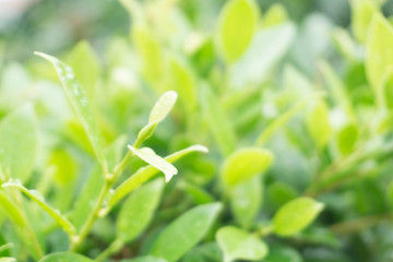 Closeup green leaf nature selective focus with droplet after rainning on blurred background with copy space.Refreshing,