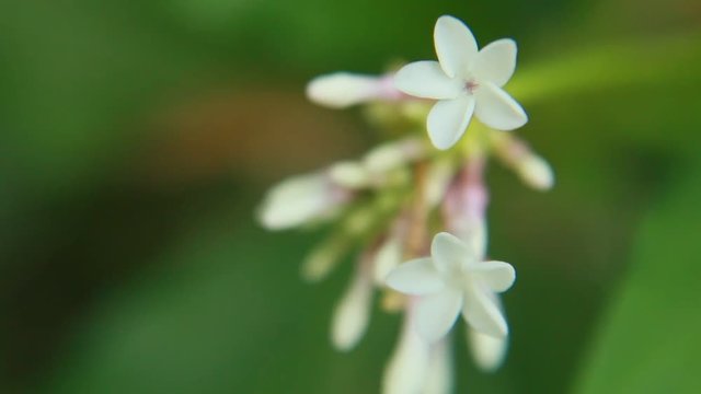 HD Video Footage of Rauvolfia serpentina, the Indian snakeroot or devil pepper (Patalgaruda,serpentine wood) flower and buds. Pule pandak, Mizo Rult&uacute;rzung (Indonesia).