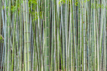 Kyoto, Japan Arashiyama bamboo forest park pattern of many in spring with stem grove closeup