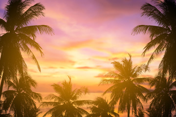 tropical palm tree and sea sunset nature background