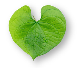 The leaves are like a heart, with a shadow completely separated from the white background.