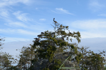 Louisiana Wetlands: Pelicans Perched in Cypress Swamp 2