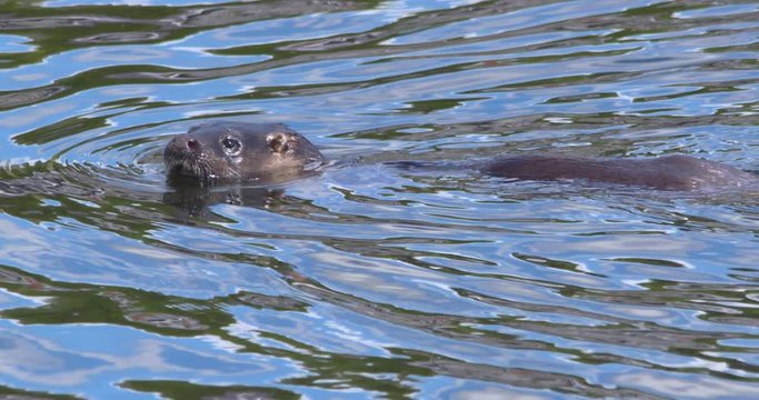 Otter juvenile close up river looks around dive underwater slow motion (Lutra lutra)