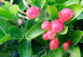 Carunda or Karonda bunch ripe pink or red fruit with droplet,herb or medicine, high vitamin c,antioxidant,colorful fruit sour