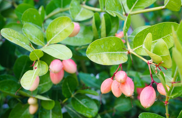 Carunda or Karonda bunch ripe pink or red fruit with droplet,herb or medicine, high vitamin c,antioxidant,colorful fruit sour