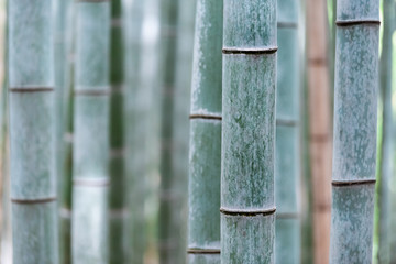 Kyoto, Japan Sagano Arashiyama bamboo forest park in spring day with closeup pattern of stem grove