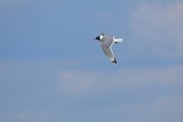 Franklin's Gull in flight with blue sky background