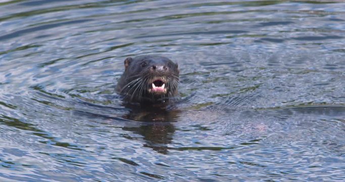 Otter juvenile close up river tail detail slow motion (Lutra lutra)
