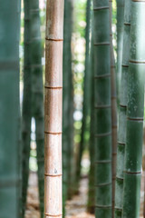 Kyoto, Japan Arashiyama Sagano bamboo forest park in spring day with vertical closeup pattern of stem grove in sunlight