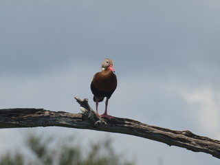 Whistling Duck in Tree