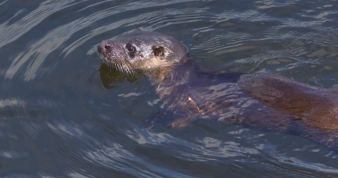 Otter juvenile close up river water dive underwater slow motion (Lutra lutra)