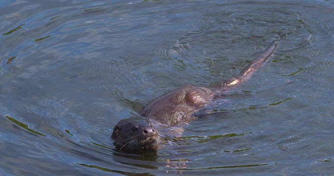 Otter juvenile dives underwater shiny sleek coat splash slow motion (Lutra lutra)