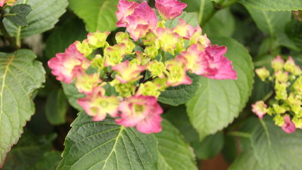 the rare gardens