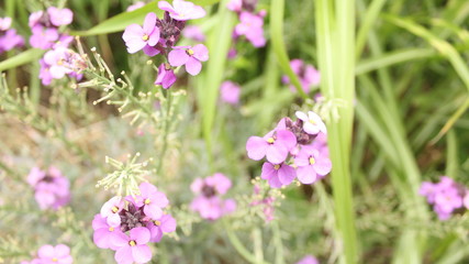 Fototapeta premium the rare gardens