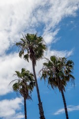 palm trees against blue sky