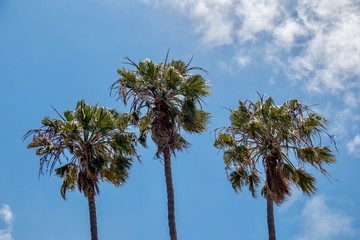 three palm trees against blue sky