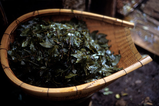 日本の伝統食品、阿波番茶、湯がき終わった茶葉