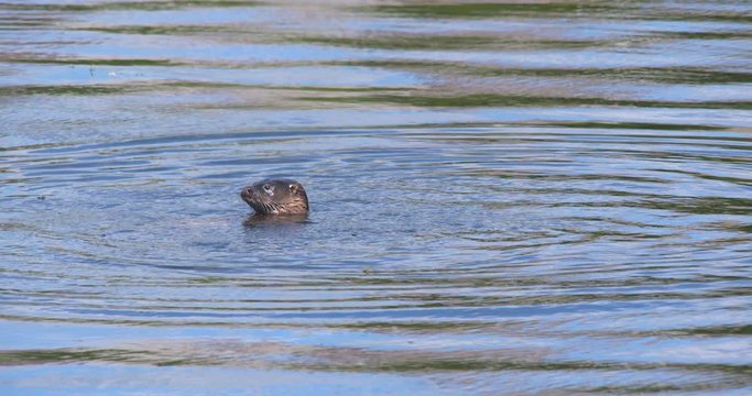 Otter dives underwater slow motion (Lutra lutra)