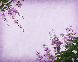 crape myrtle on Old antique vintage paper background