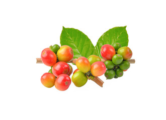 coffee bean on white background