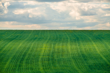 View of agricultural field with white fluffy clouds in blue sky at sunny summer day