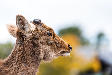 Nara, Japan street park in downtown city with deer face side profile closeup with cut antlers