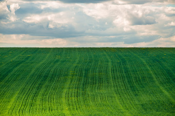 View of agricultural field with white fluffy clouds in blue sky at sunny summer day