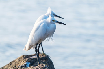 Snowy Egret Wading in shallow edge of lake looking for fish