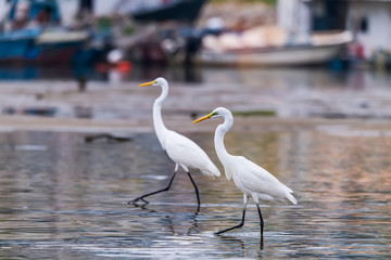 White Egret on a lagoon
