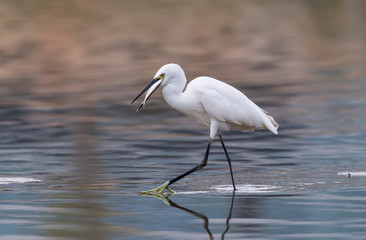 White Egret on a lagoon